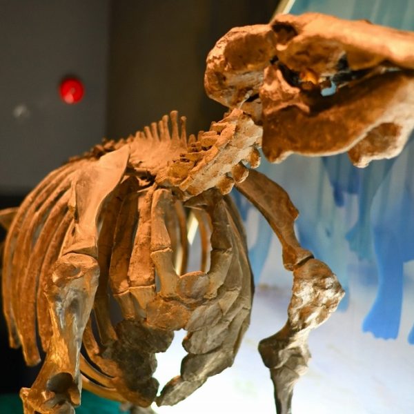 明世町｜太古の恐竜、生物の化石がたくさん展示｜瑞浪市化石博物館